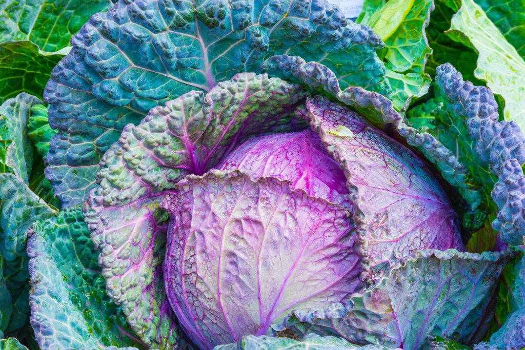 Cabbage-5 Impressive things you gain when you eat cabbage