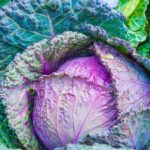 Cabbage-5 Impressive things you gain when you eat cabbage