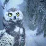 Health effects of cold weather-All you Need to Know about Winter