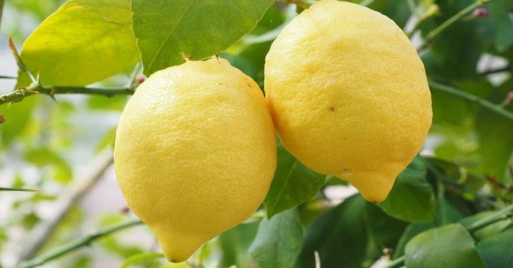 Fresh Lemons