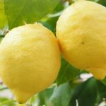 Fresh Lemons