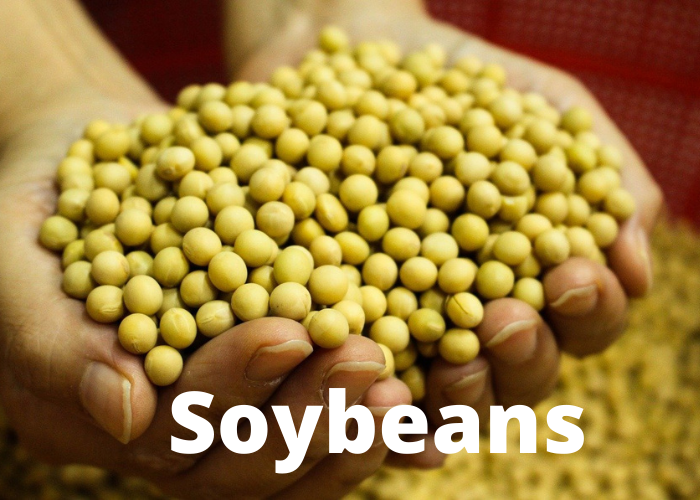 soybeans