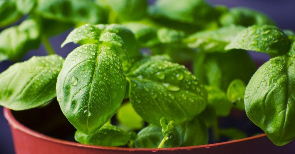 Benefits of basil