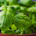 Benefits of basil