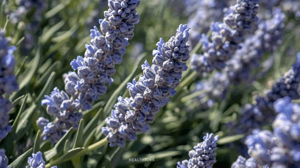 Vibrant sage plants with blue-purple flowers in a sunny Mediterranean garden, highlighting sage’s wellness and health benefits.