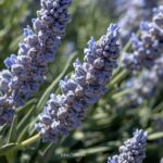 Vibrant sage plants with blue-purple flowers in a sunny Mediterranean garden, highlighting sage’s wellness and health benefits.