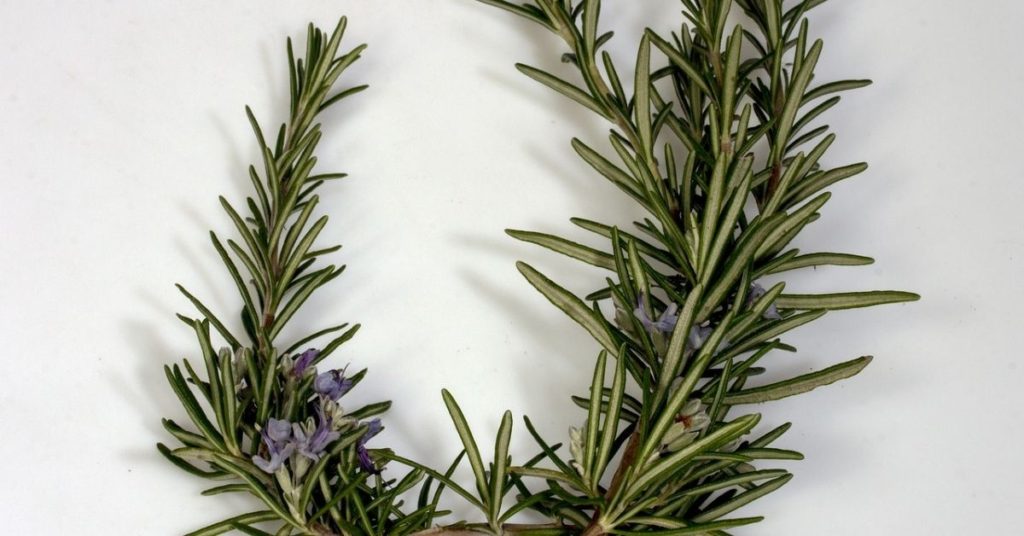 Rosemary benefits