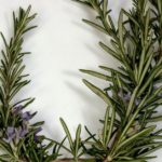 Rosemary benefits