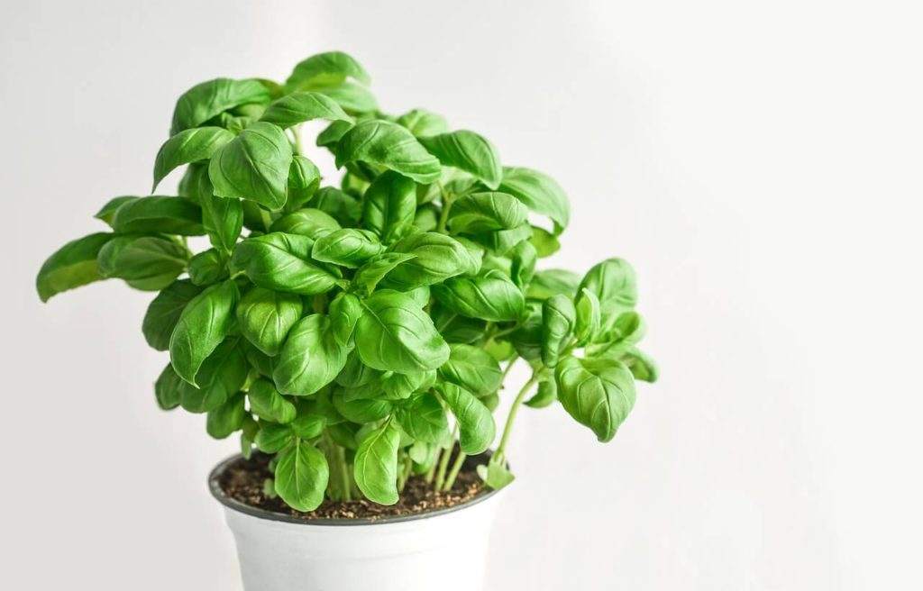 Benefits of basil